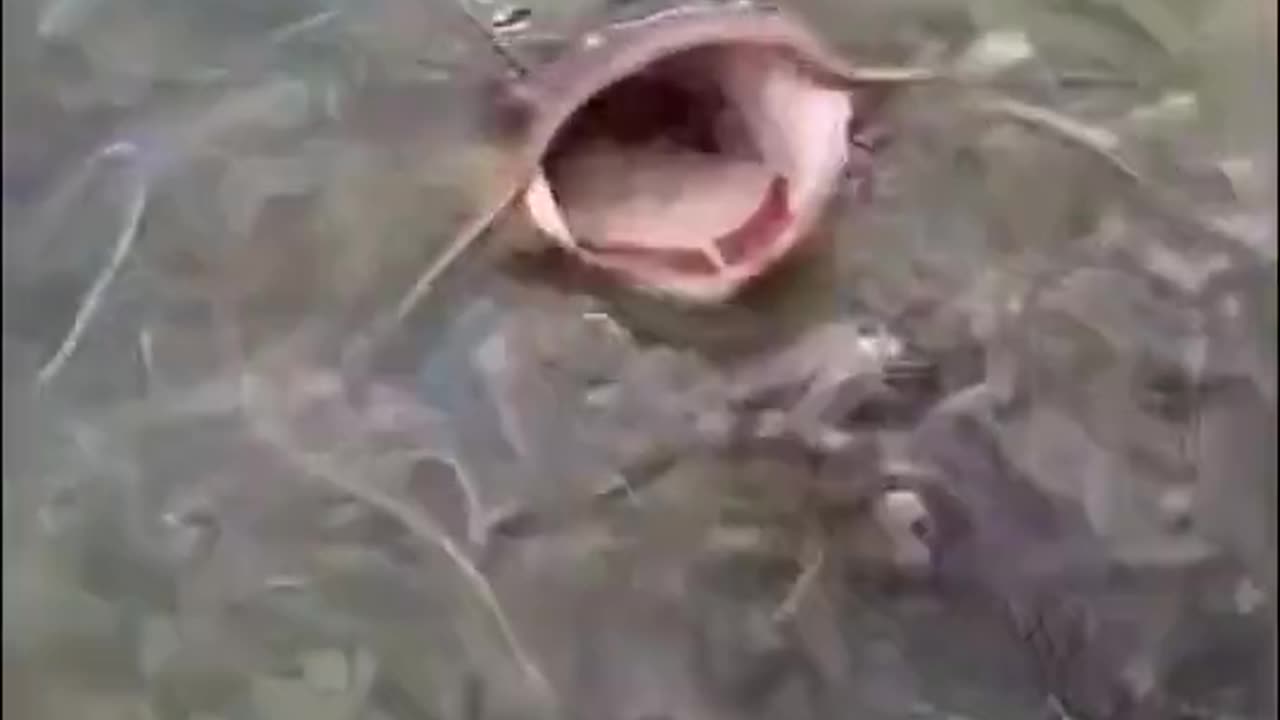 One Fish Cracks The Code