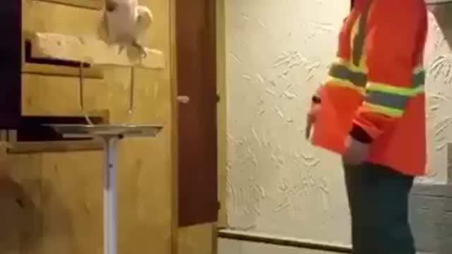 The bird curses its owner for breaking its cage😂|Very humorous