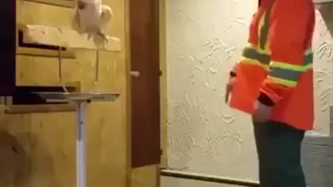 The bird curses its owner for breaking its cage😂|Very humorous