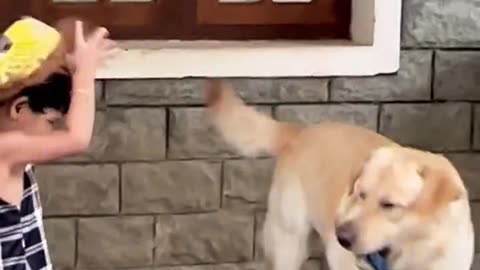 Doggo Play Time