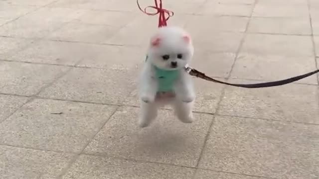 Cute and funny puppy videos compilation