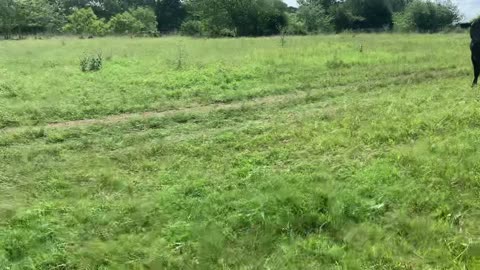 2435: 155- Exposed Brangus/BrgX an TS hfrs.