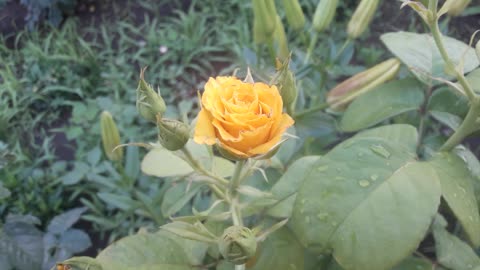 Yellow rose