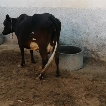 Black and white cows in dairy