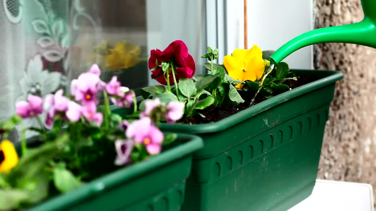 Watering the garden flowers