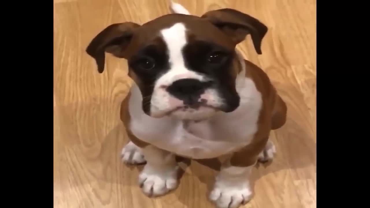 Boxers are the cutest things ever I litealrly had a smile on my face