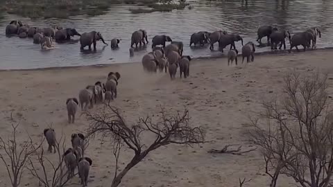 King of swamp but fail || Elephant herd rescue baby elephant from crocodile attack on the trunk