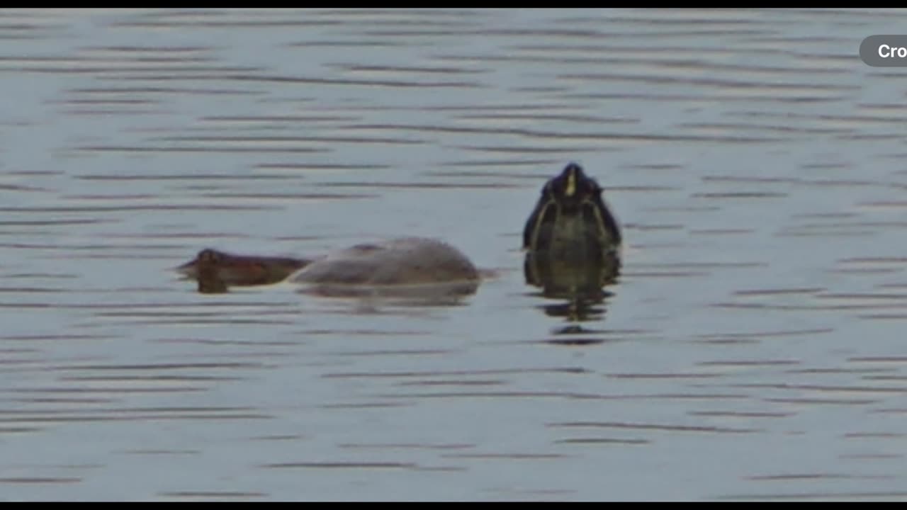 Interspecies Turtles Seeming to Hang Out