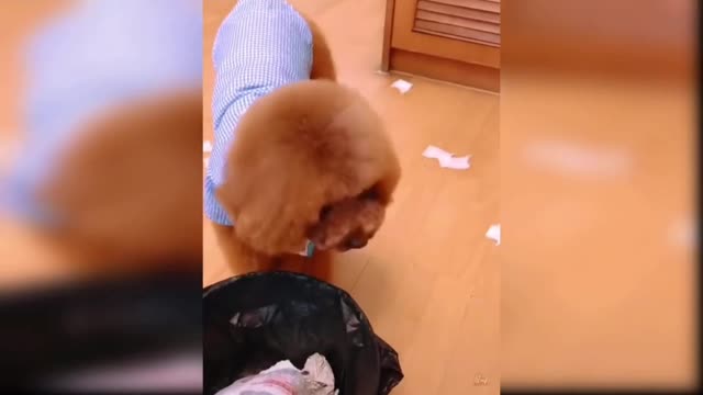 How the pets are become the part of our house.