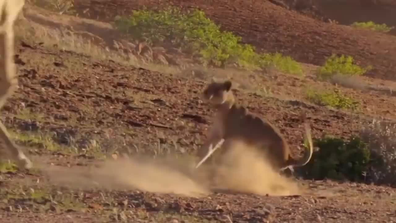 Wildlife Brave Giraffe Kick Five Lion To Save Baby - Power of Lion in the Animal World But Fail