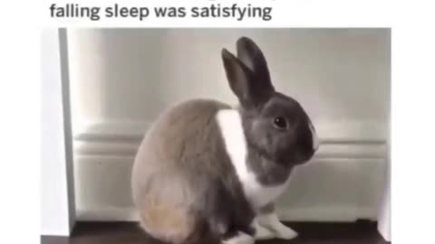 Rabbit Falling Asleep LOL