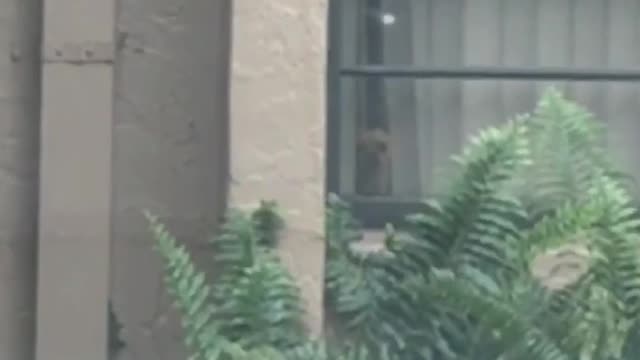 Small tan dog stares through window as owner leaves
