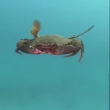 An Astonishing Little Crab Flies Like a Helicopter Underwater