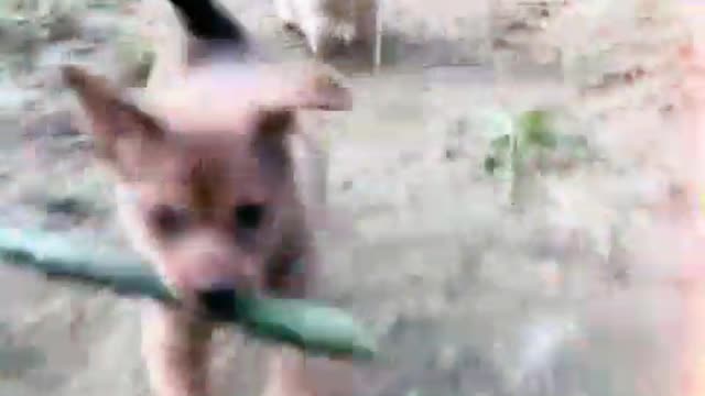 Cute puppy animal video