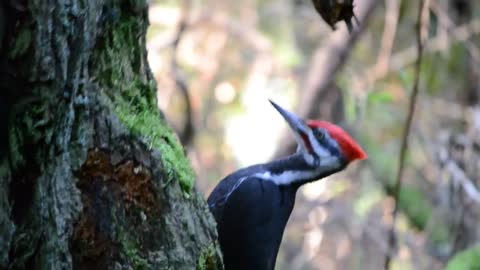 Pileated Woodpecker pecking and calling