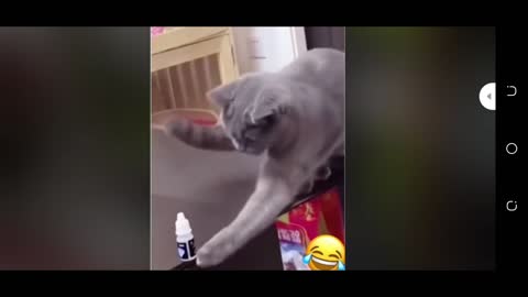 Cat doing good job