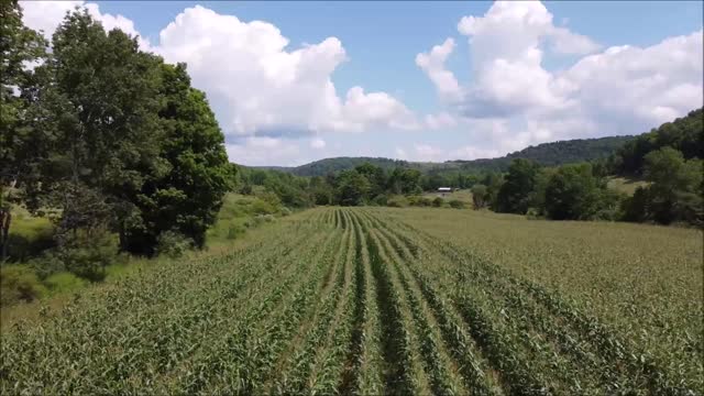 Checking Corn With The Drone