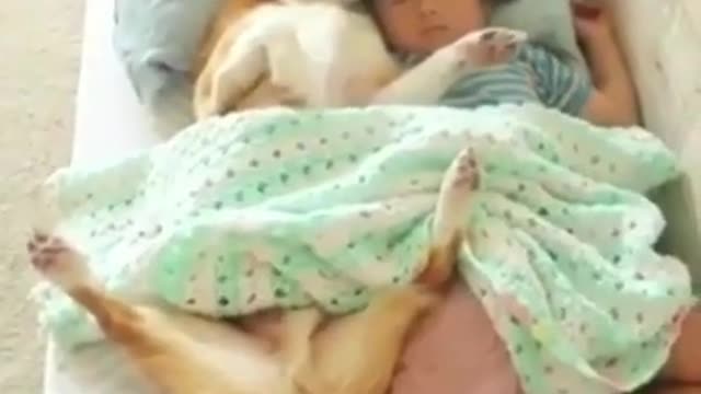 Funny Sleeping Dog 🐶🤣🤣 || Funny || comedy || Dog