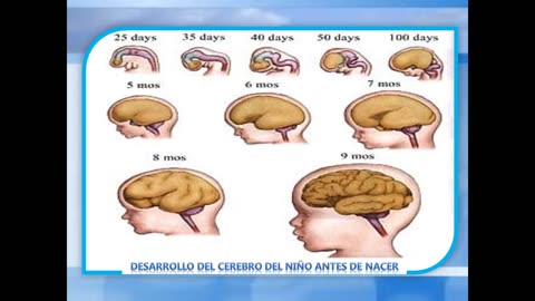 Desarrollo cerebral y su relación con el desarrollo infantil