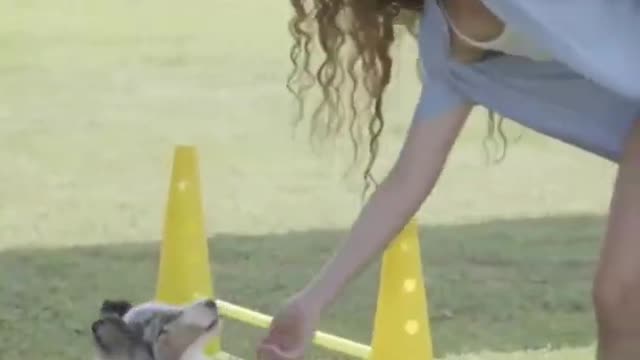 Dog terenig funny videos # interesting video