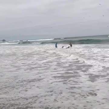 Logan the Loyal doggie