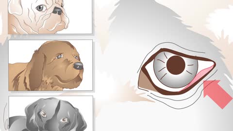 Treat Ingrown Eyelids In Dogs