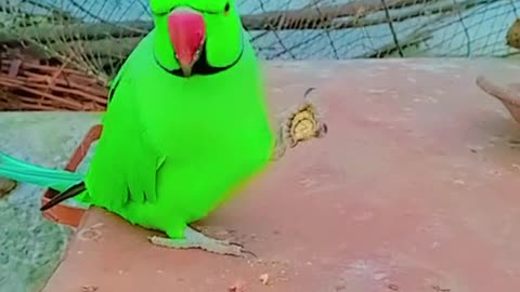 Parrot eating peanut