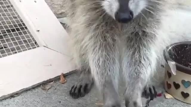 Olive the raccoon eating Froot Loops!!