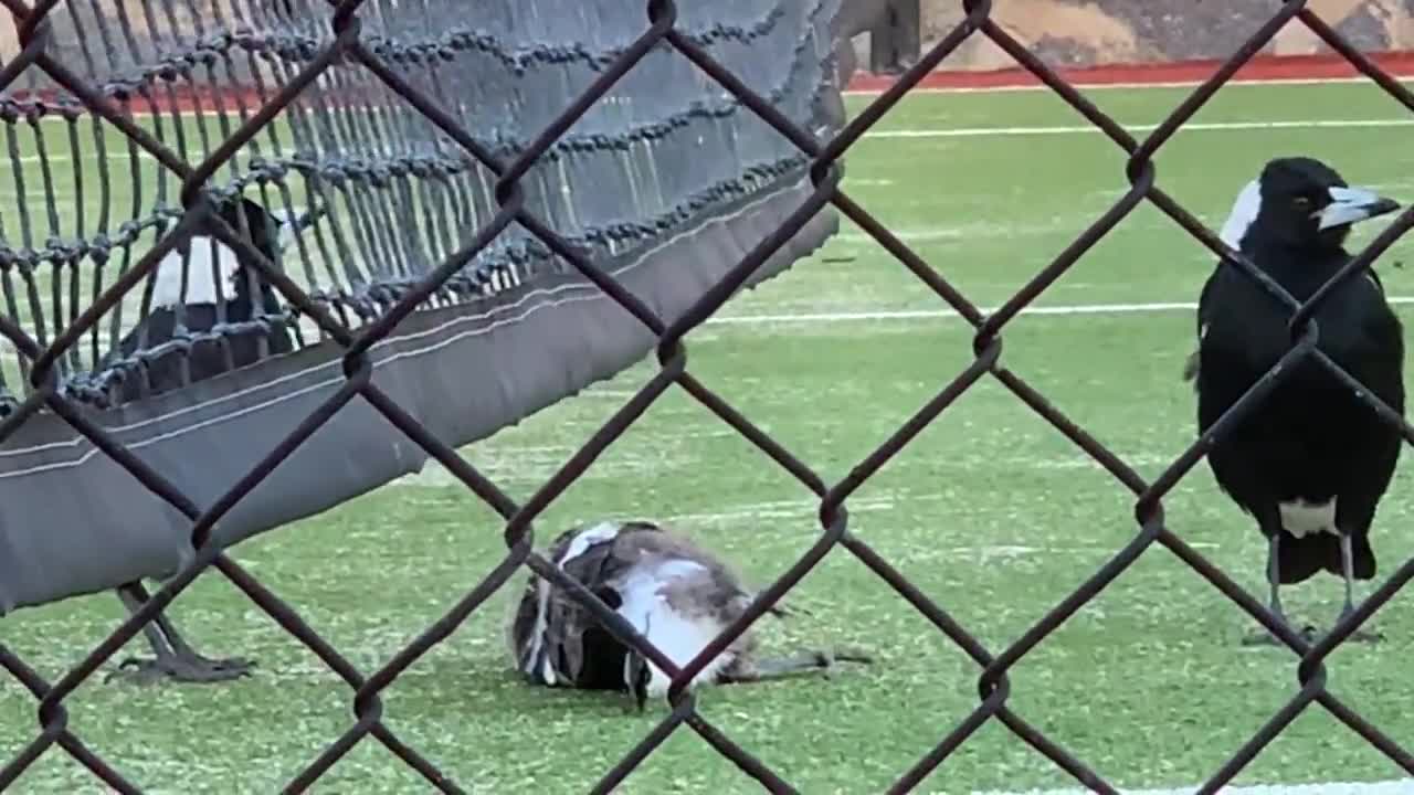 Young magpie gets scolded by parents