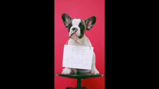 Cute puppy with a sign sitting on a stool