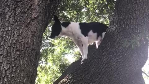 Black dog climbing down from tree