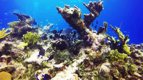 Beautiful coral reefs and undersea creature on earth