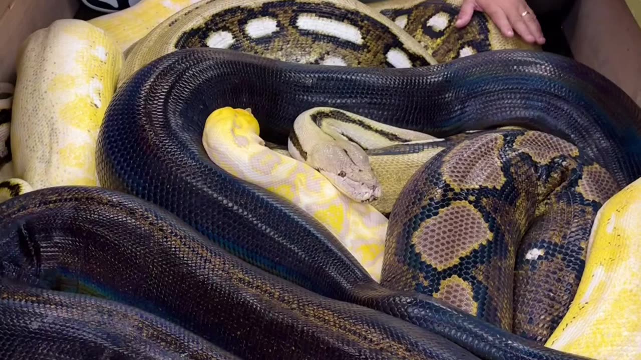 Giant snake 🐍 Jacuzzi