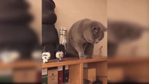 cat dropping toy