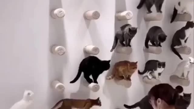 Beautiful and well trained cats