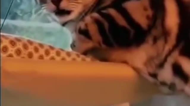 Funny animal videos