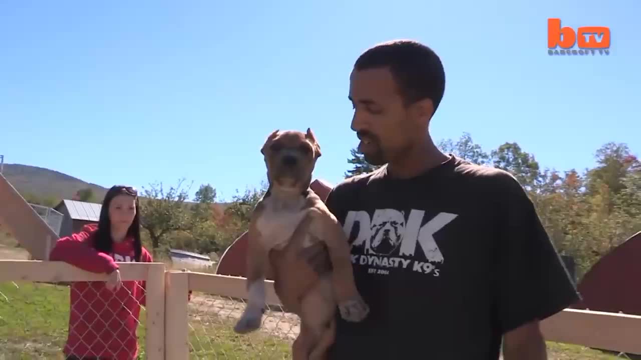 Pit Bull Training The Ultimate Protection Dog |