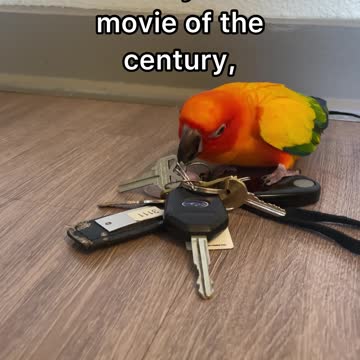 The Keys and the Conure