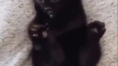 Smol kitten realizes it has 2 more paws 😮