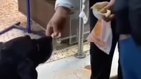 A hungry stray mother dog sits outside the cafe and beg for some food