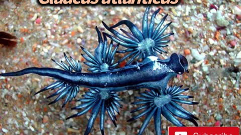 Top 10 “bluest” animals on earth