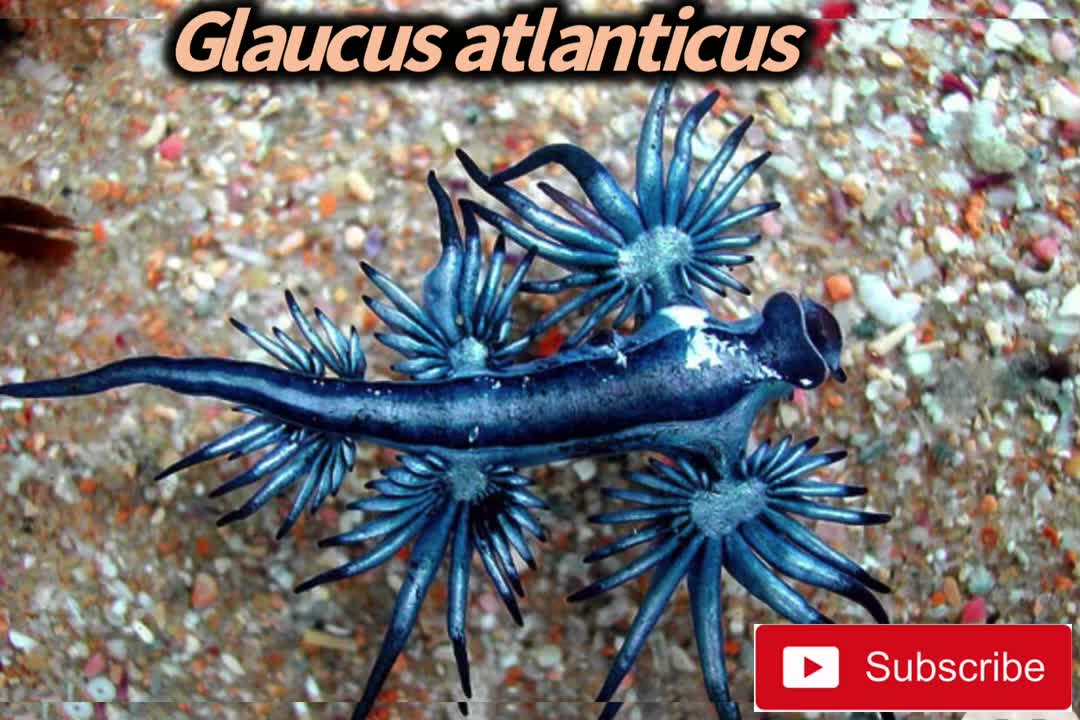 Top 10 “bluest” animals on earth