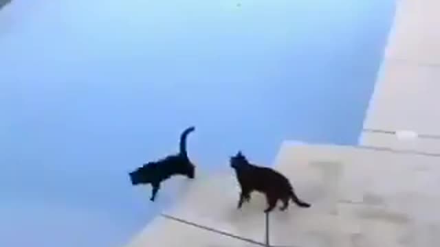 Cat plays Prank on another Cat