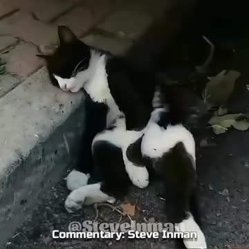 Animals Choosing The Thug Life