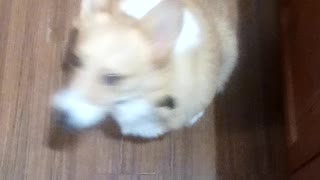 Corgi loves his dessert