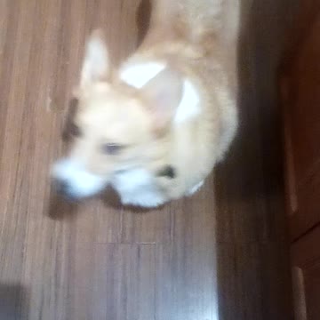 Corgi loves his dessert