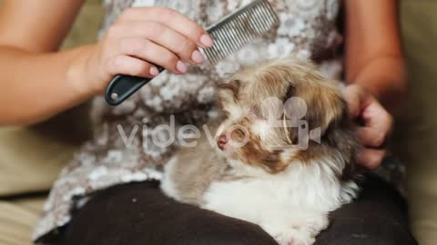 Woman Grooms Puppy's Fur