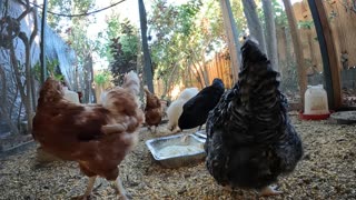 Backyard Chickens Feasting On Leftovers Hens Roosters!