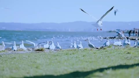 dove yearning for freedom