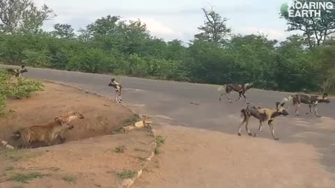 Intense face-off as a pack of African wild dogs aggressively surround and try to invade a hyena den!